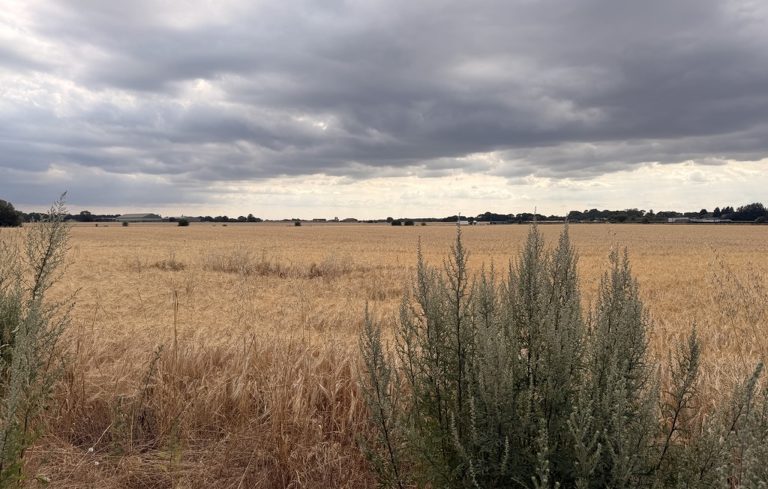 The Proposed Development site
