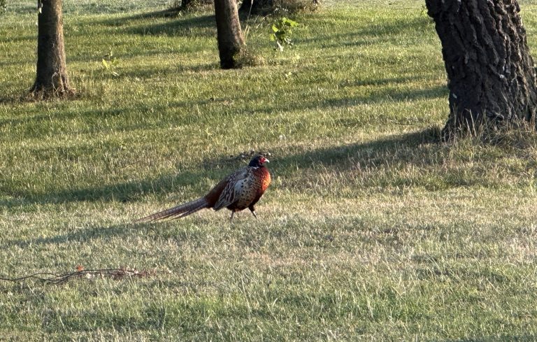 Pheasant